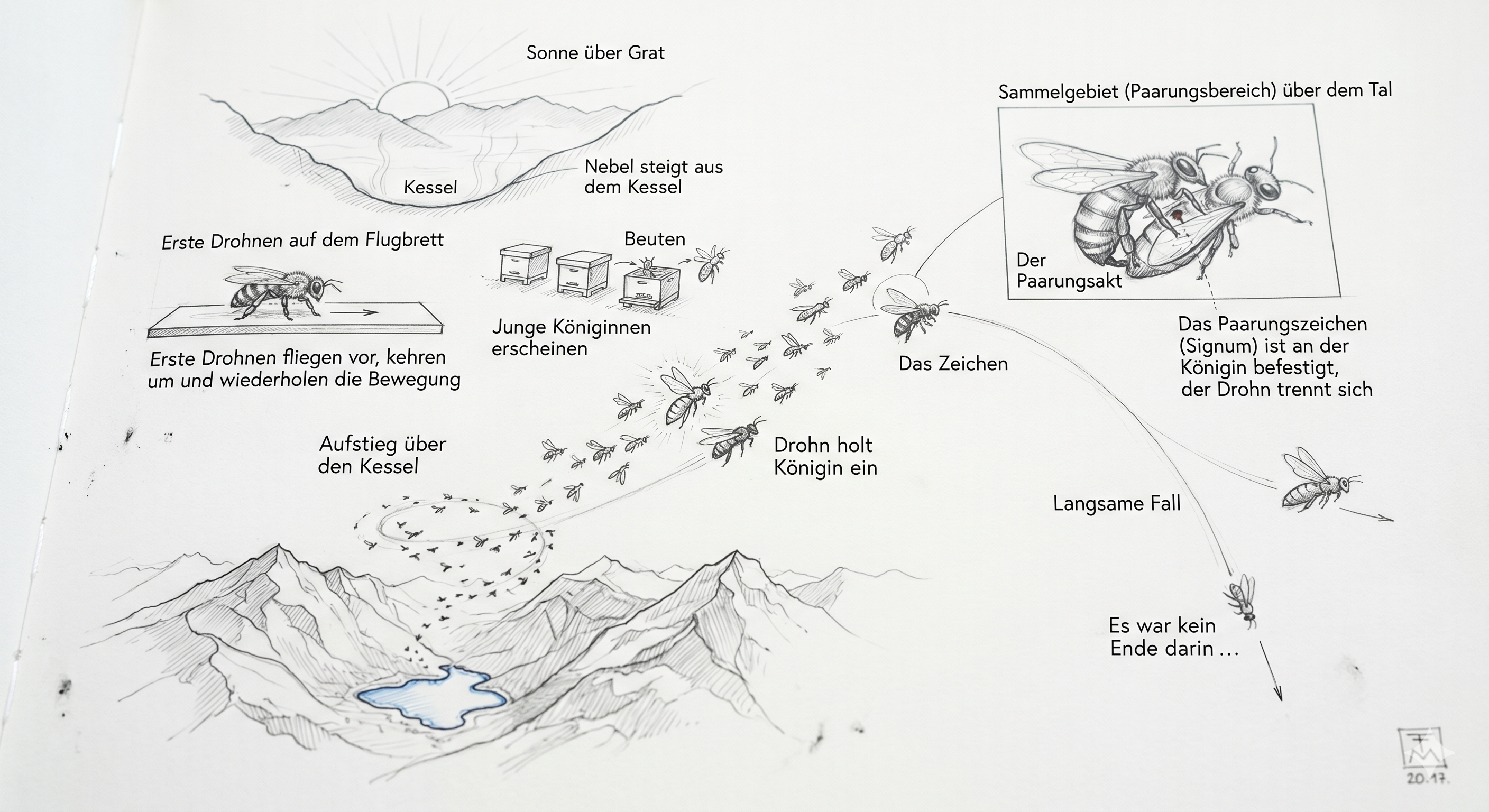 Illustration zu Die Drohne mit Flugweg, Sammelgebiet und Paarungsakt über dem Kessel